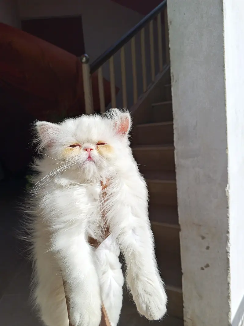 Snow White Pure Peki Breed Breed in Cute Face Female — photo 2