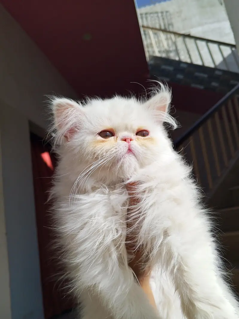 Snow White Pure Peki Breed Breed in Cute Face Female — photo 3