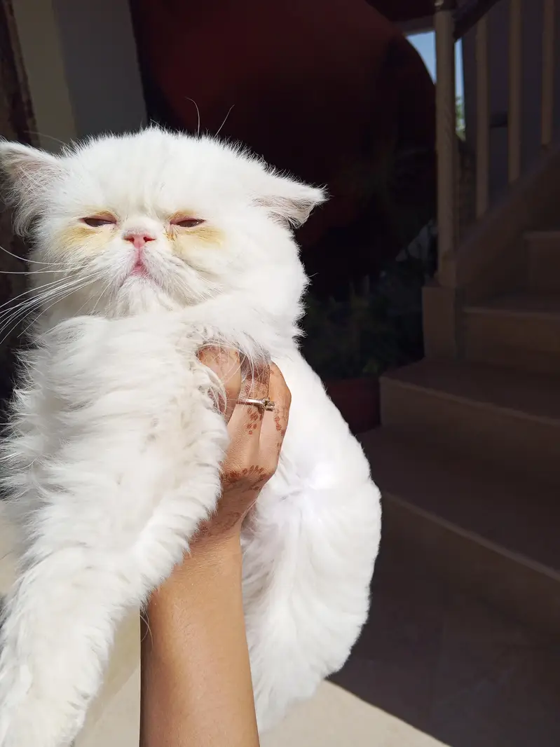 Snow White Pure Peki Breed Breed in Cute Face Female — photo 4