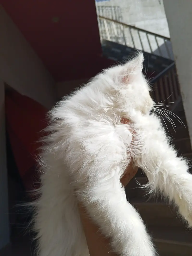 Snow White Pure Peki Breed Breed in Cute Face Female — photo 5