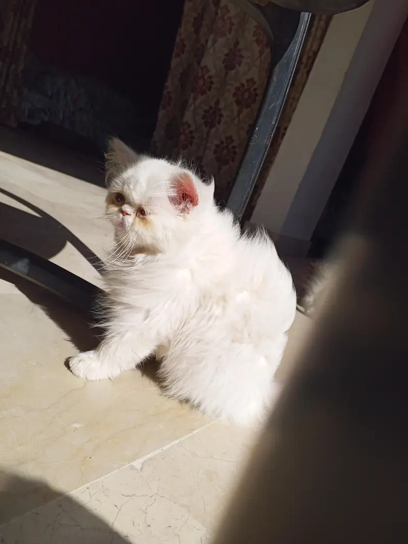 Snow White Pure Peki Breed Breed in Cute Face Female — photo 7