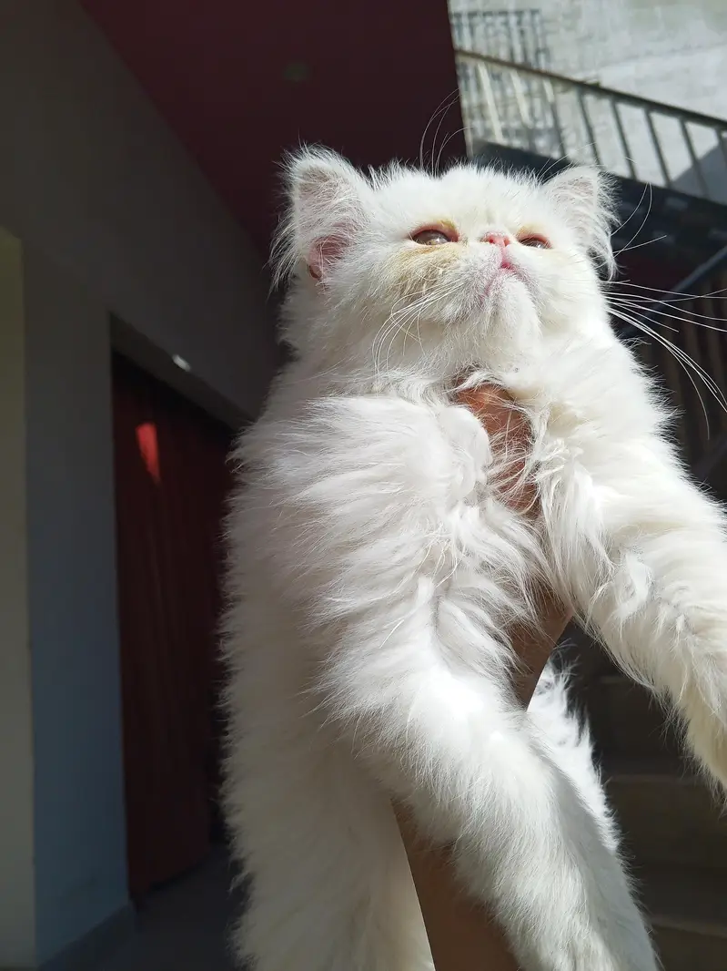 Snow White Pure Peki Breed Breed in Cute Face Female — photo 8
