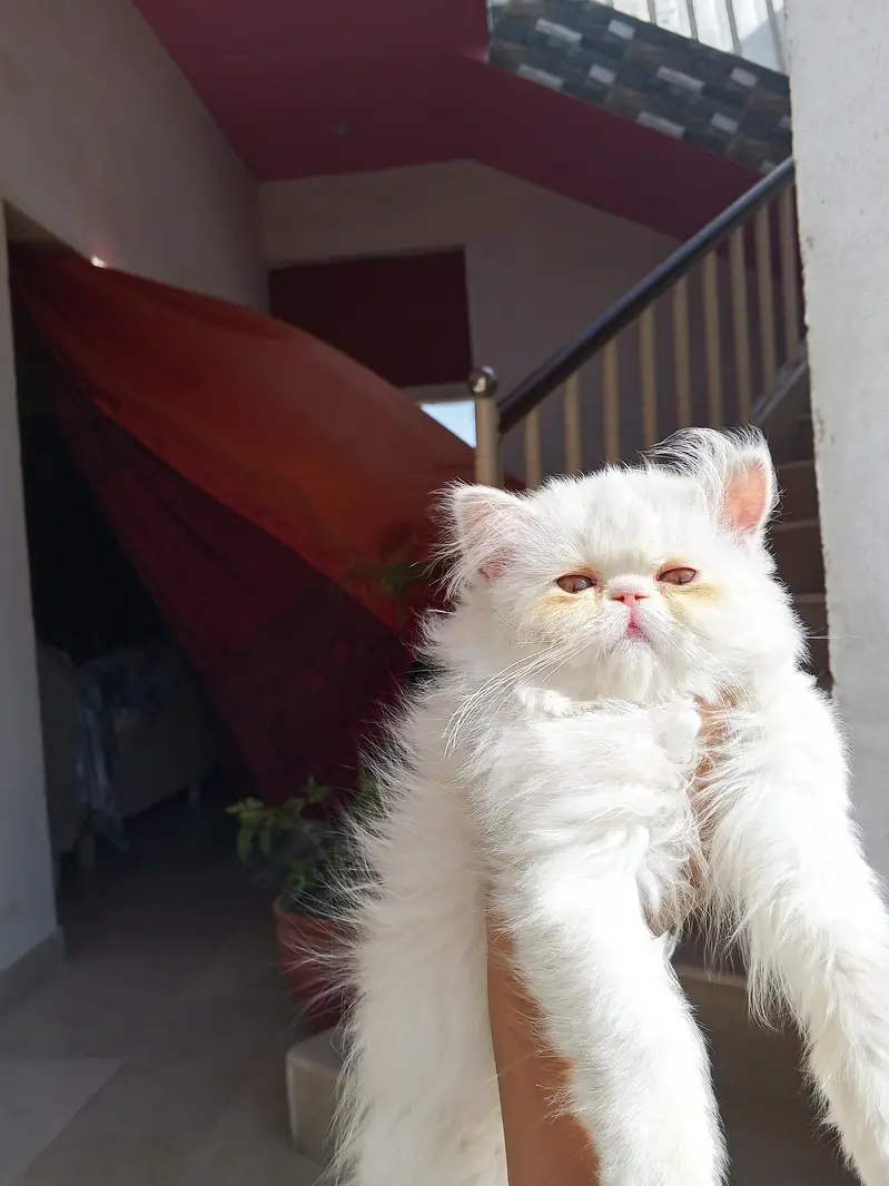 Snow White Pure Peki Breed Breed in Cute Face Female — photo 9