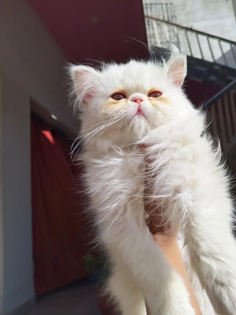 Snow White Pure Peki Breed Breed in Cute Face Female — photo 10