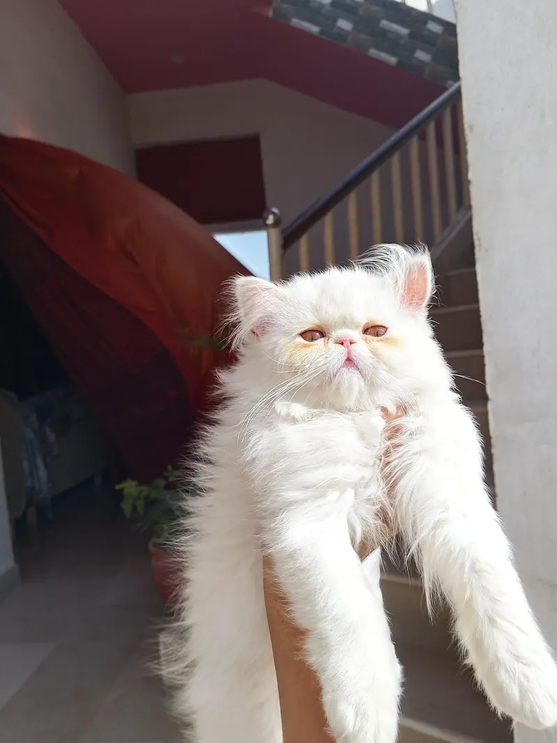 Snow White Pure Peki Breed Breed in Cute Face Female — photo 11