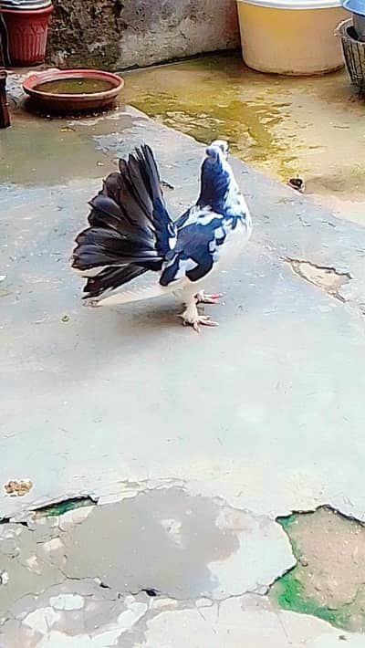 lucky kabotar