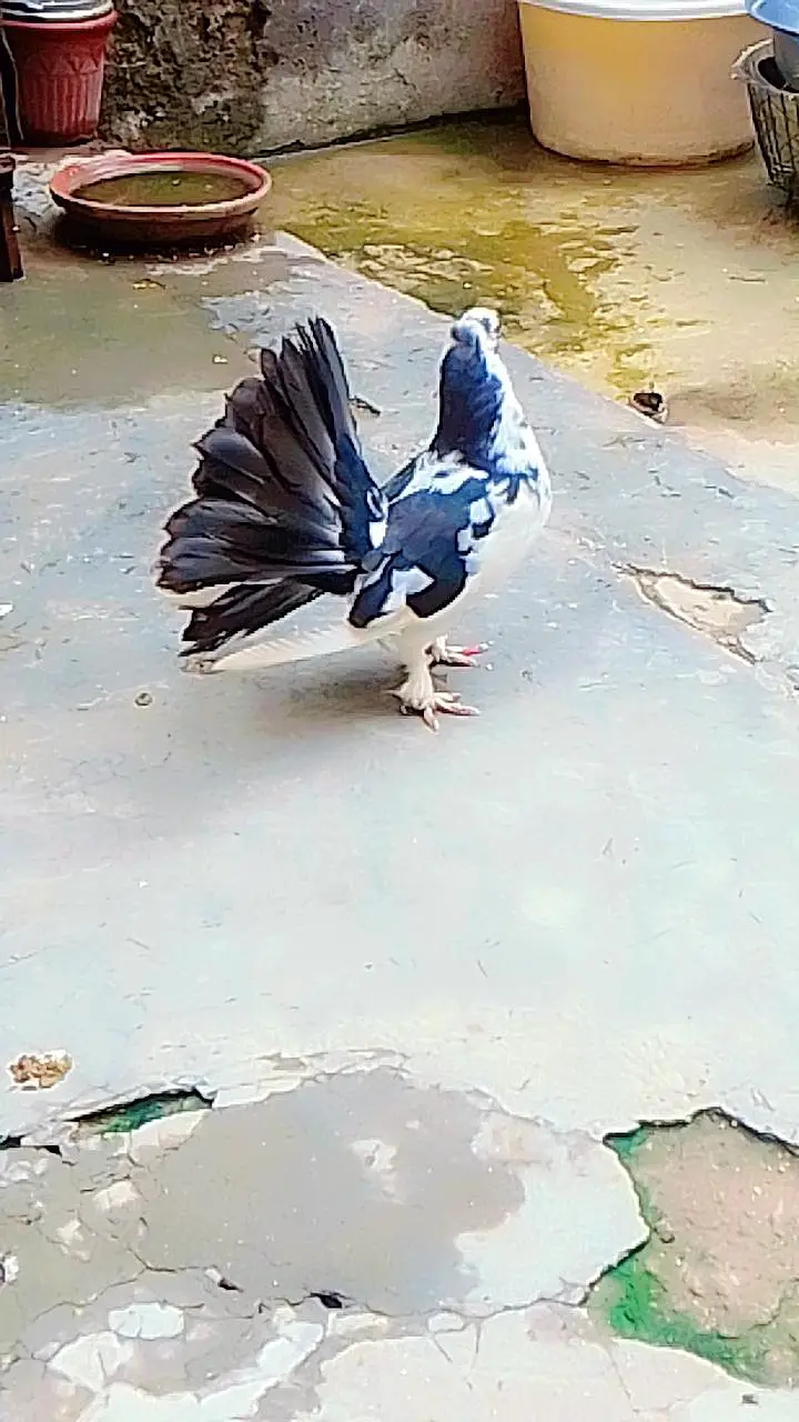 lucky kabotar