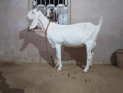 Gulabi Rajanpuri Bakri