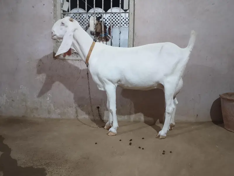 Gulabi Rajanpuri Bakri