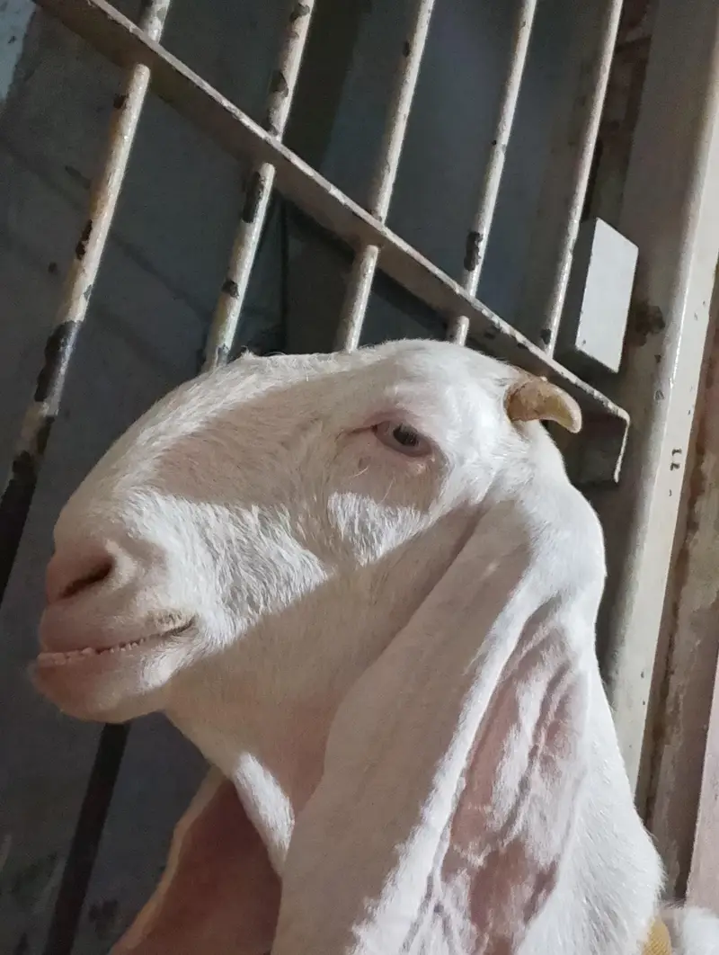 Gulabi Rajanpuri Bakri — photo 2