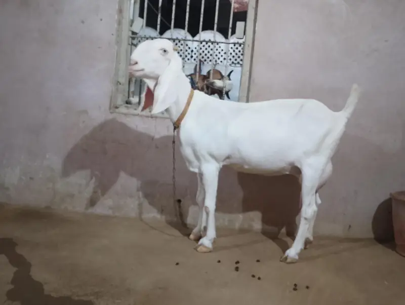 Gulabi Rajanpuri Bakri — photo 4