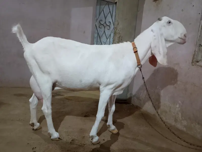 Gulabi Rajanpuri Bakri — photo 5