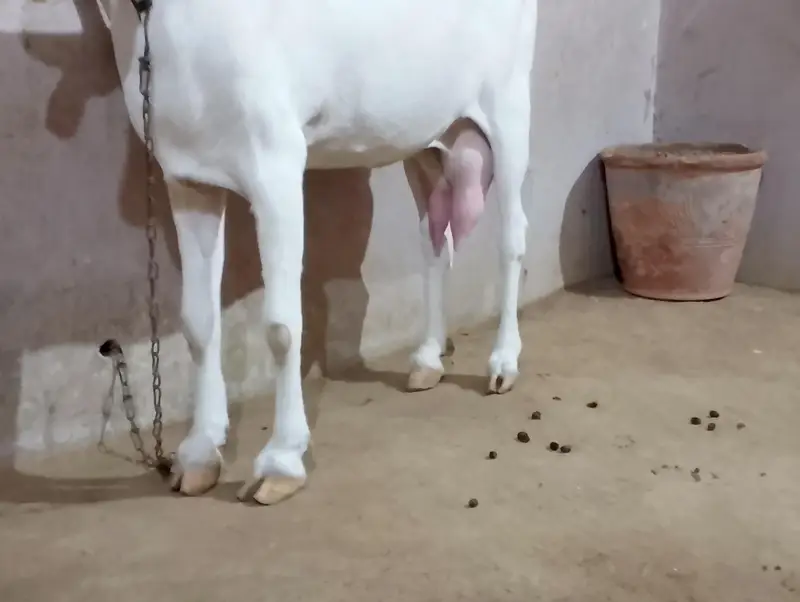 Gulabi Rajanpuri Bakri — photo 6