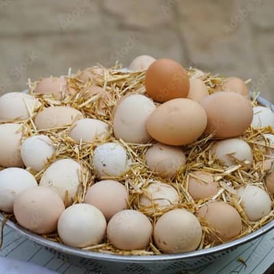 Pure Desi | Aseel | Fertile | Organic Eggs | for sale