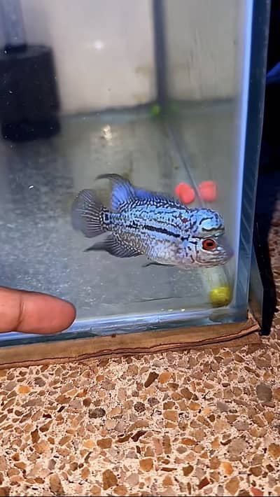 Flowerhorn Golden Base KML (GHOST)
