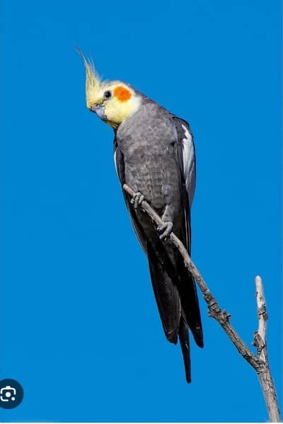 cockatiel