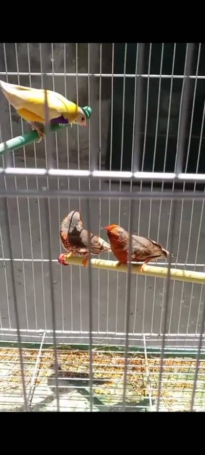 mutation zebra finch, gouldian finch