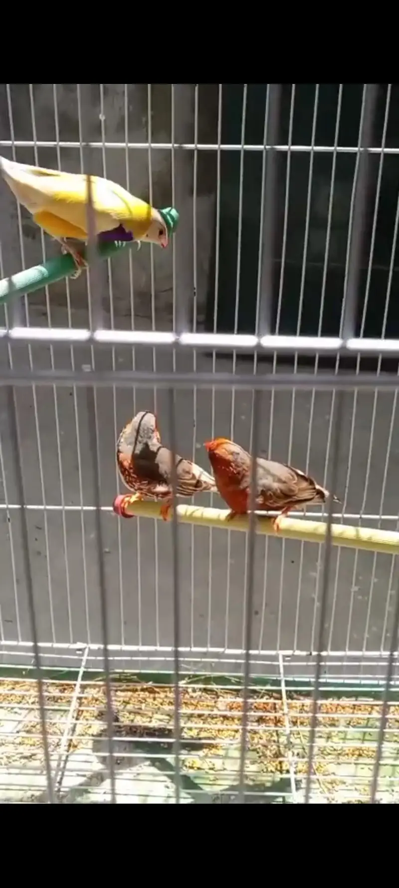 mutation zebra finch, gouldian finch