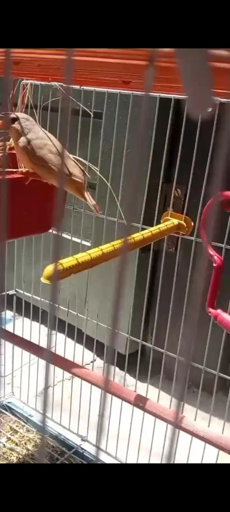 mutation zebra finch, gouldian finch — photo 2