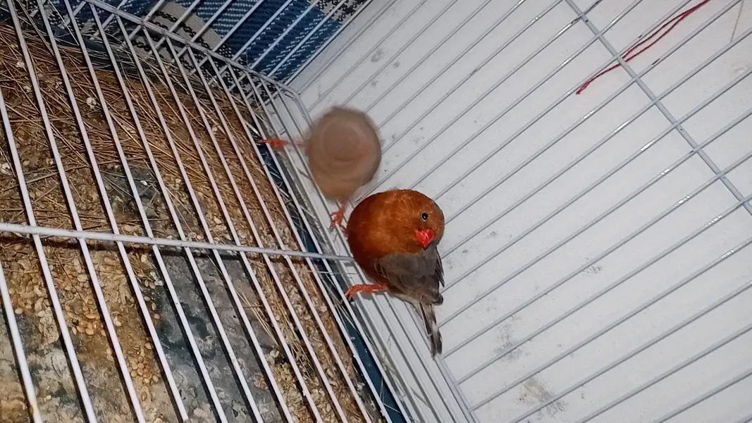 mutation zebra finch, gouldian finch — photo 3