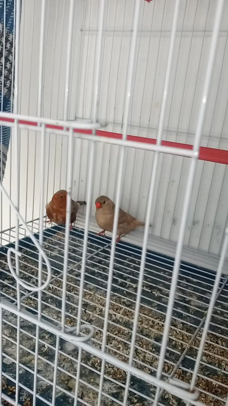 mutation zebra finch, gouldian finch — photo 4
