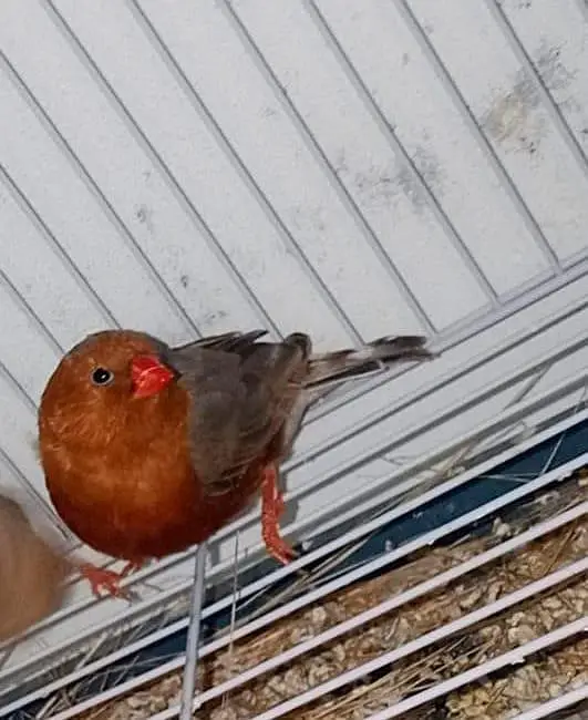 mutation zebra finch, gouldian finch — photo 5