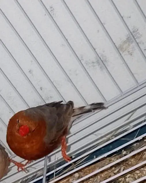 mutation zebra finch, gouldian finch — photo 6