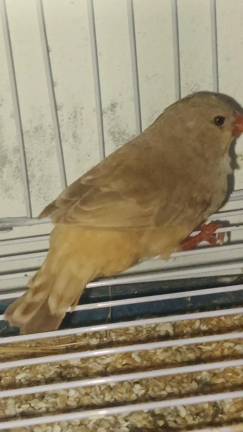 mutation zebra finch, gouldian finch — photo 7
