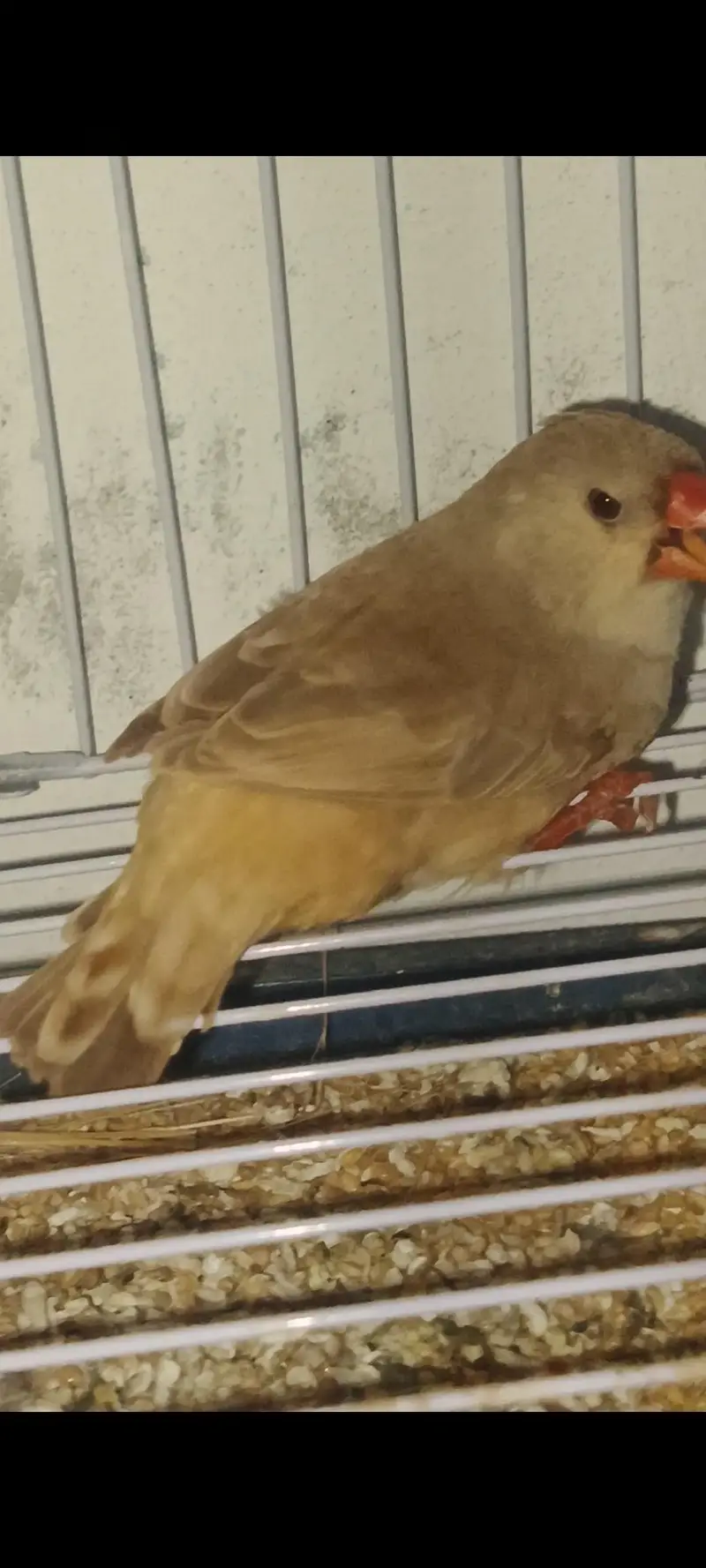 mutation zebra finch, gouldian finch — photo 8