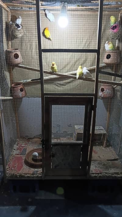 5 pair breeder lovebirds.