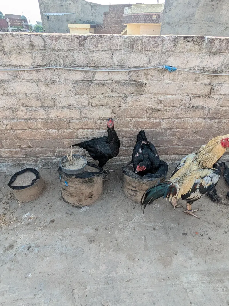 All setup for sale murgia or murge — photo 2