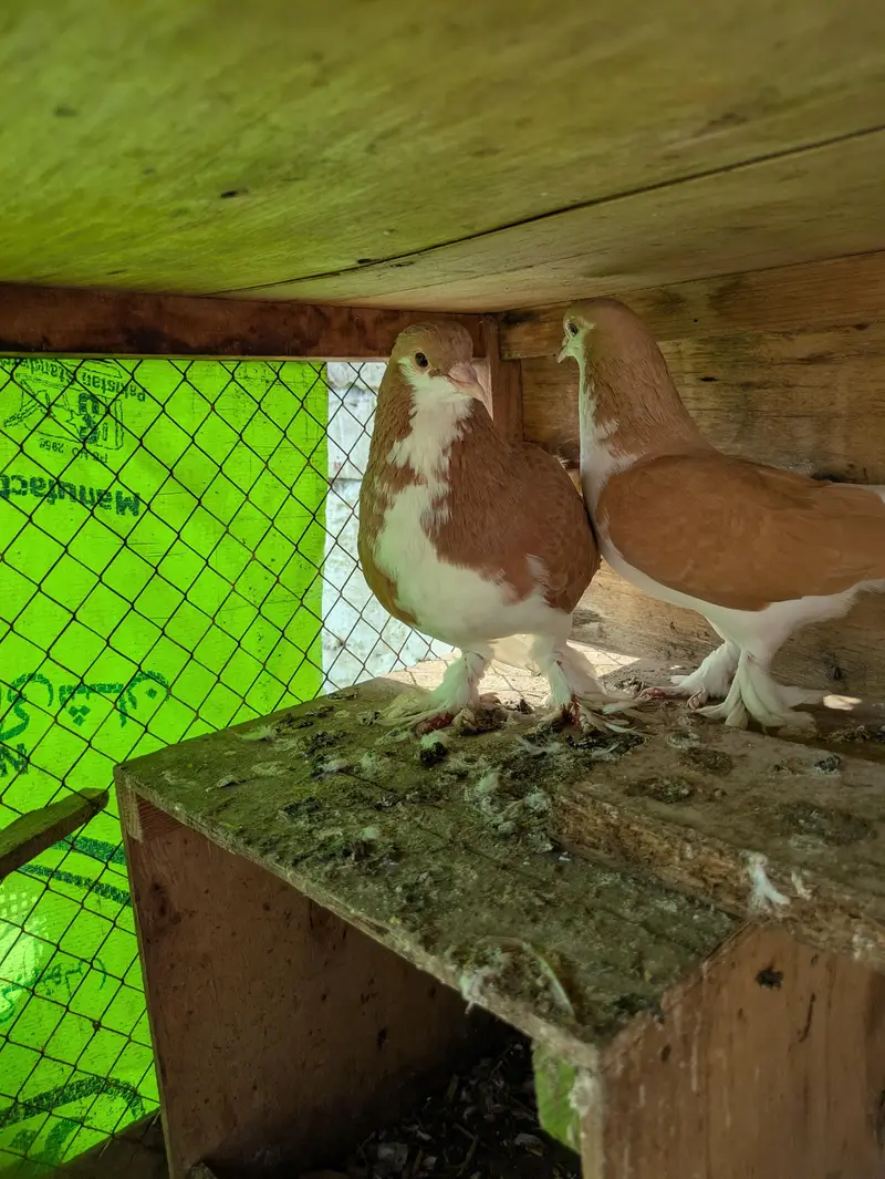 All setup for sale murgia or murge — photo 3
