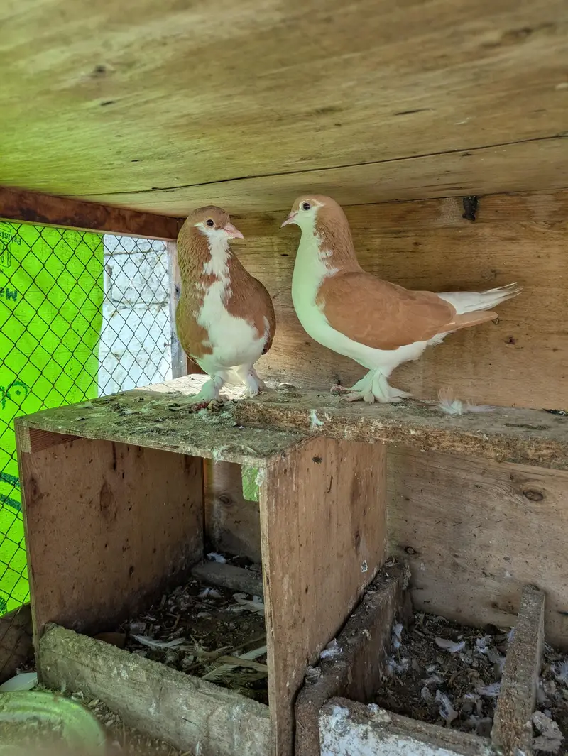All setup for sale murgia or murge — photo 4
