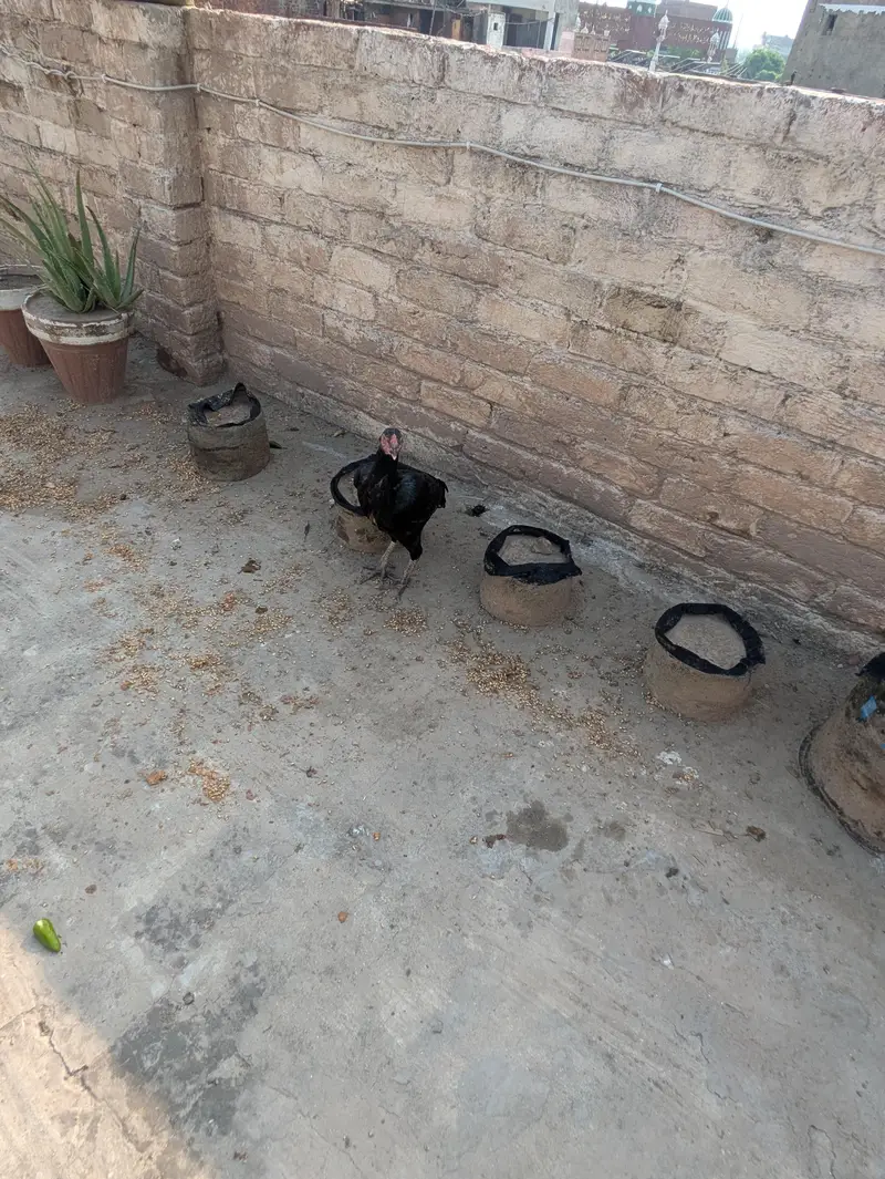 All setup for sale murgia or murge — photo 6