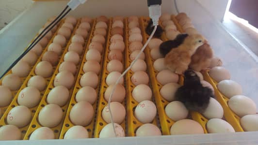 Plymouth Rock & RIR Eggs to chicks
