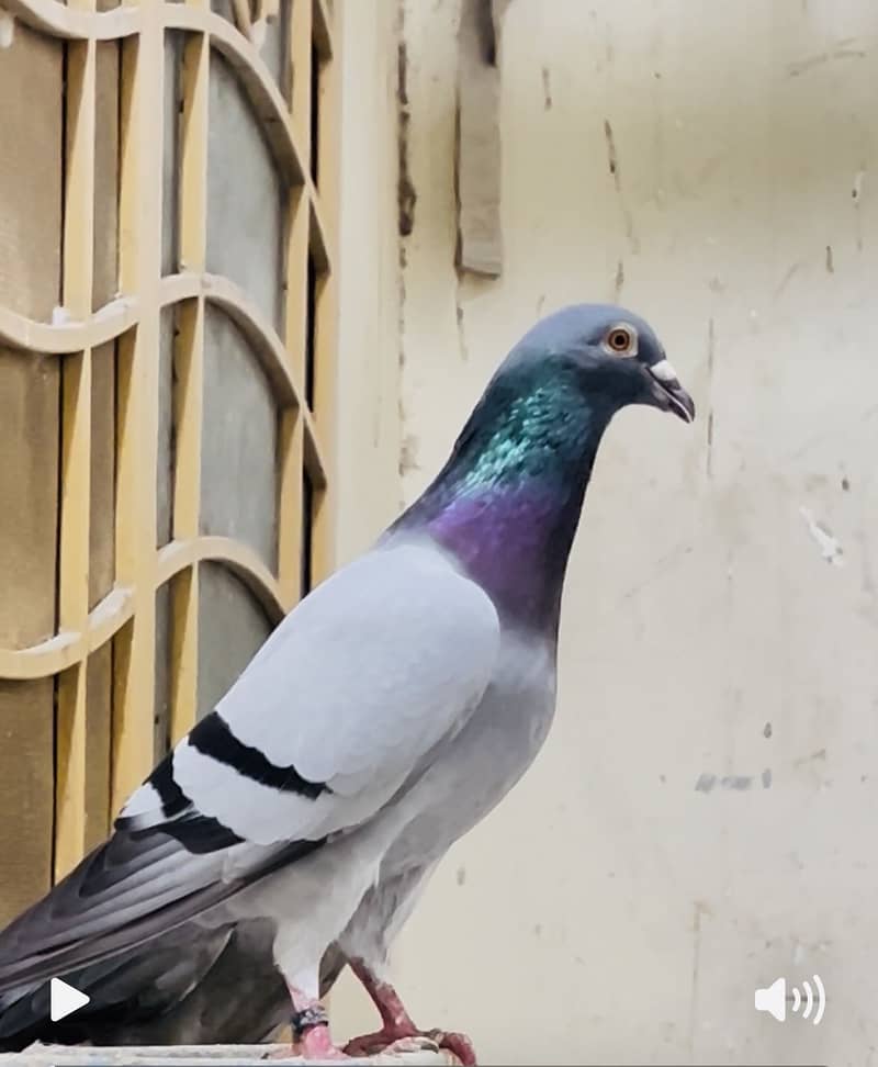 Pigeon 0