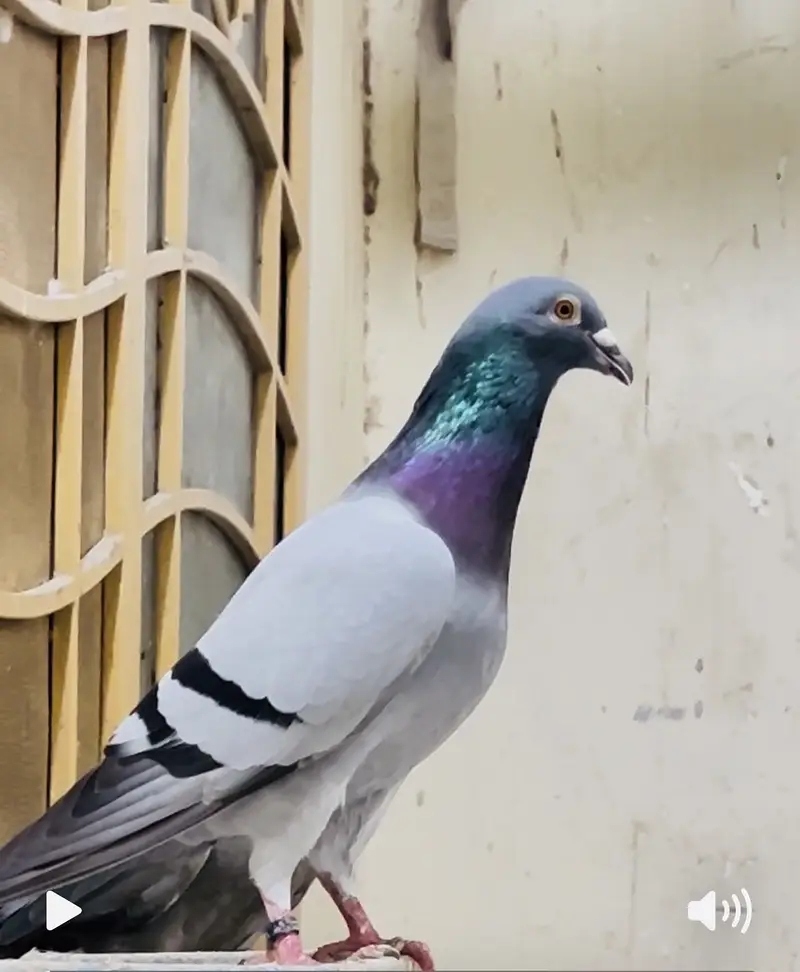Pigeon