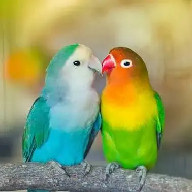 Love birds 5 birds. with cage with all accessories.