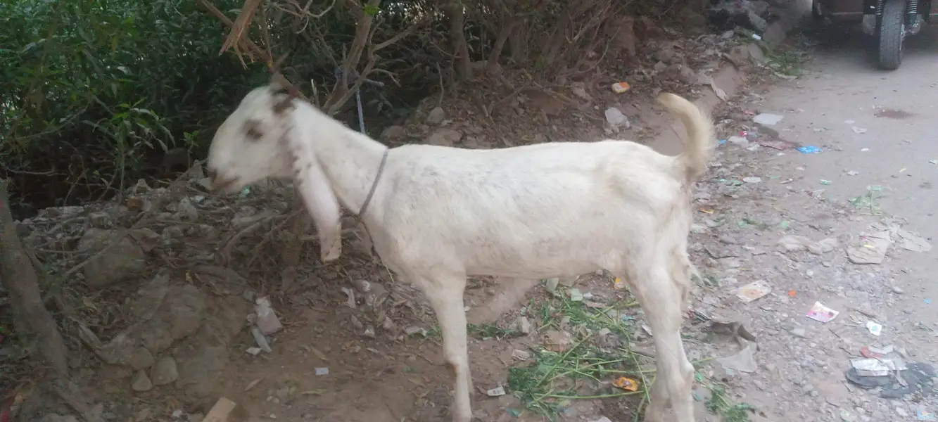 khasssi Bakra — photo 2