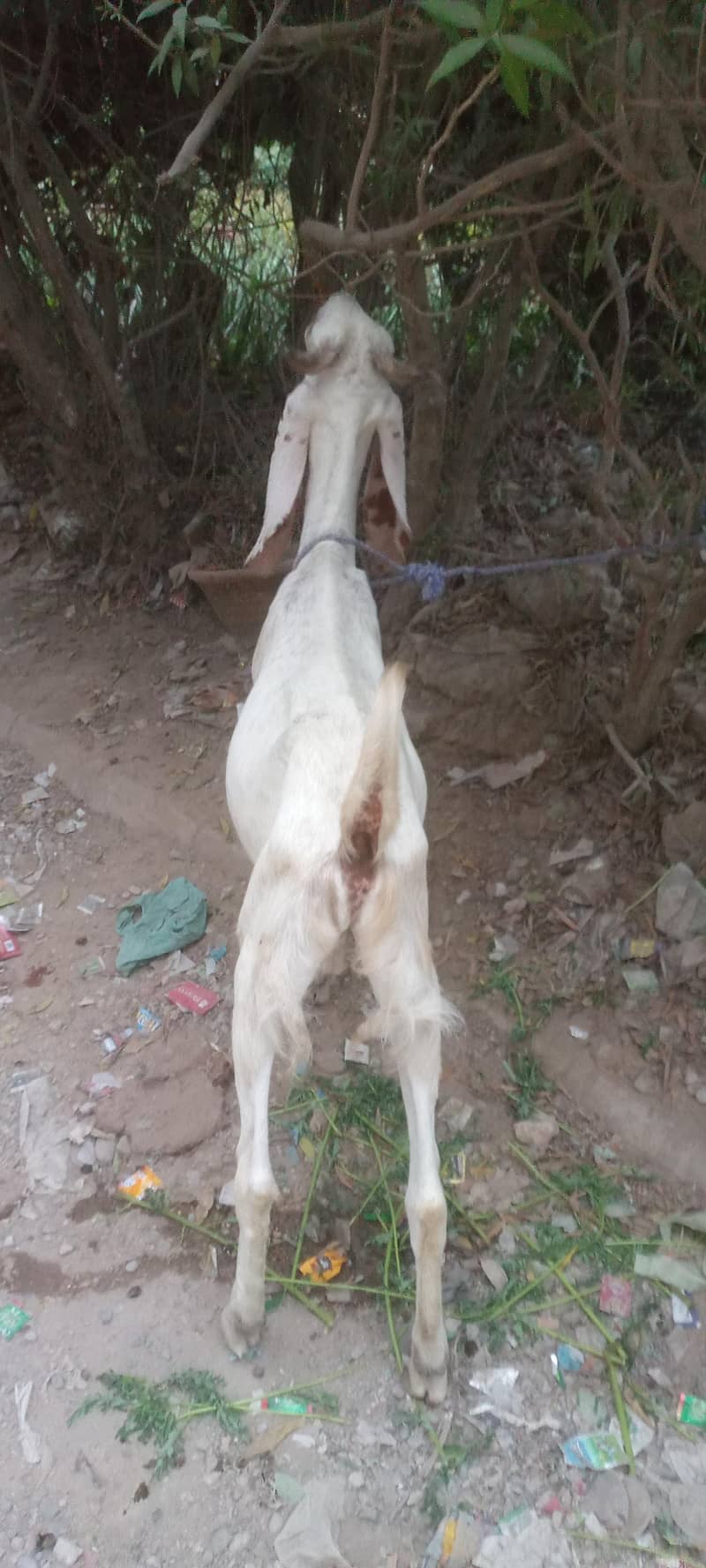 khasssi Bakra 2