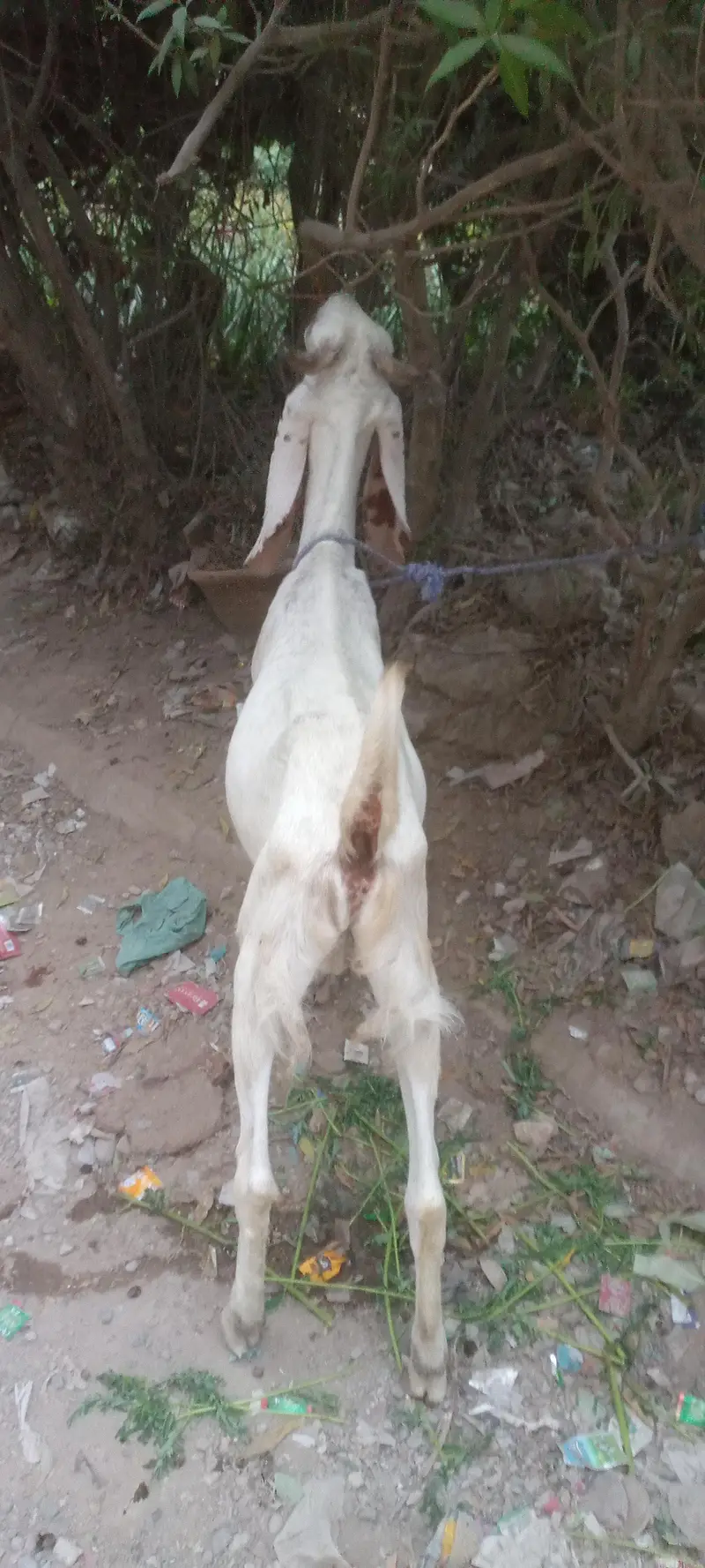 khasssi Bakra — photo 3