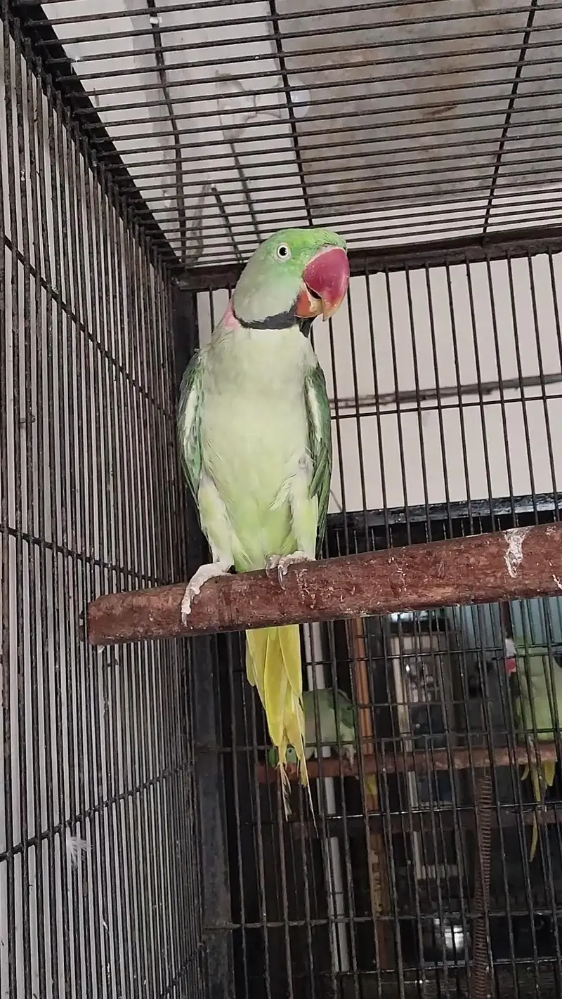 Raw breeder male — photo 2
