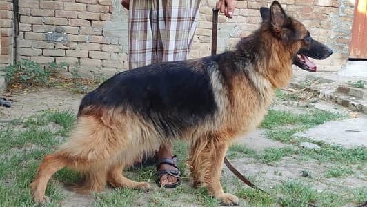 German shepherd long coat breeder female