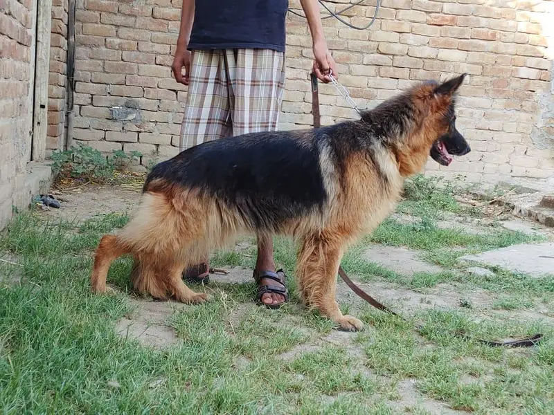 German shepherd long coat breeder female — photo 2