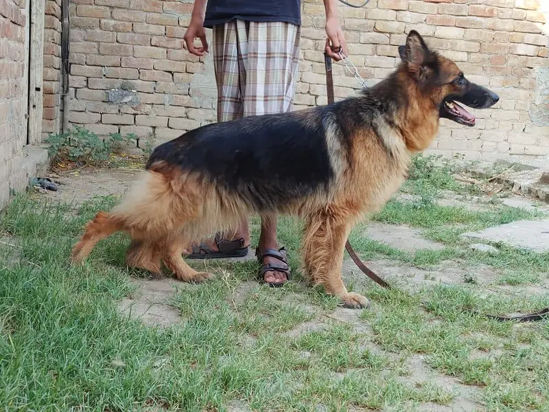 German shepherd long coat breeder female — photo 3