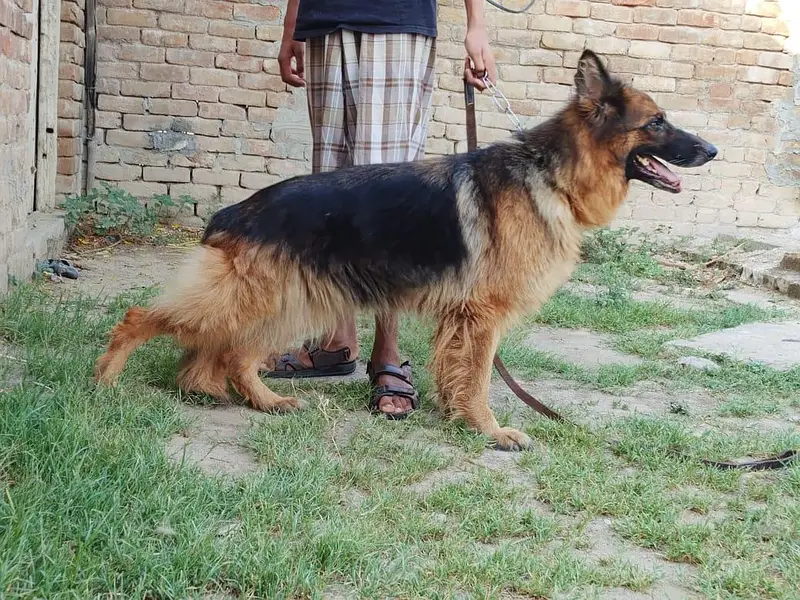 German shepherd long coat breeder female — photo 4