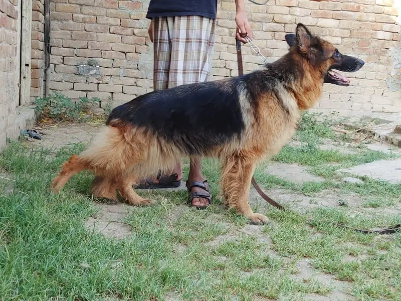 German shepherd long coat breeder female — photo 5