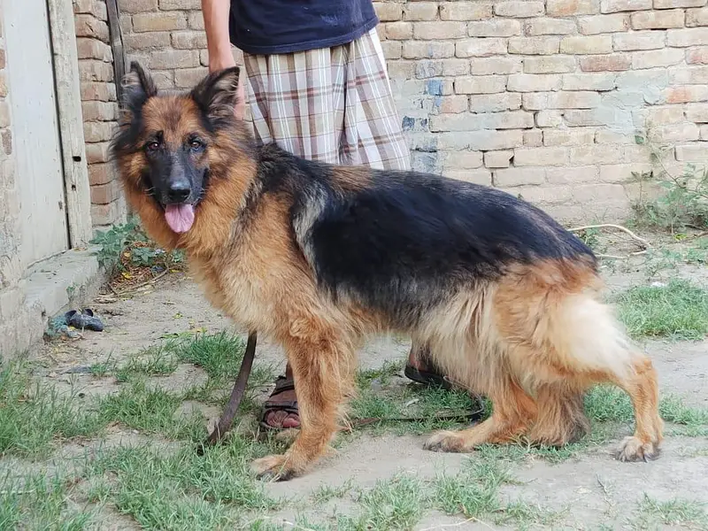 German shepherd long coat breeder female — photo 6