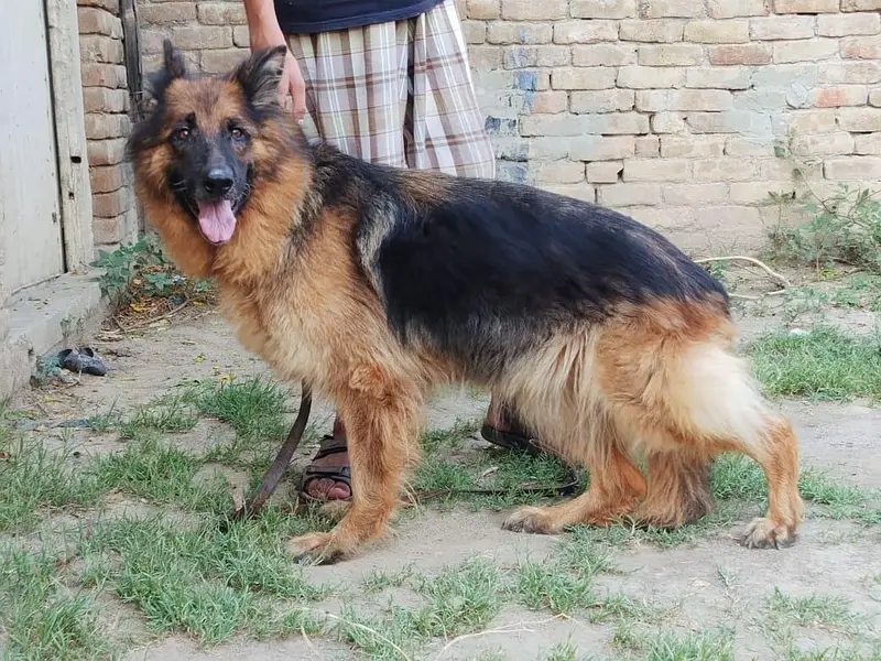 German shepherd long coat breeder female — photo 7