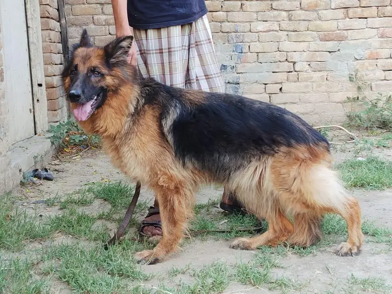 German shepherd long coat breeder female — photo 8